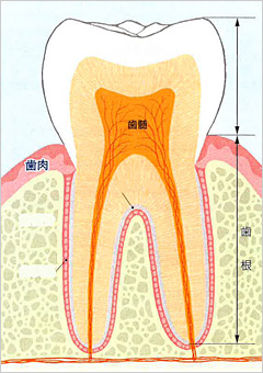 歯の、歯肉(歯ぐき)から出た部分を歯冠、歯肉に覆われた部分を歯根とよびます。